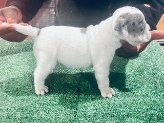 American Bully dogs American Bully Puppy 2 - Ad 11
