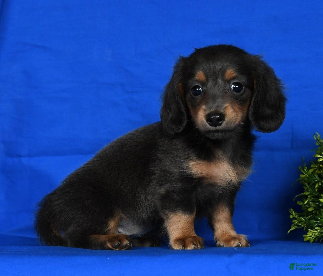 Miniature Dachshund dogs for sale: Trixy Blue/Tan Long Hair - Ad 4