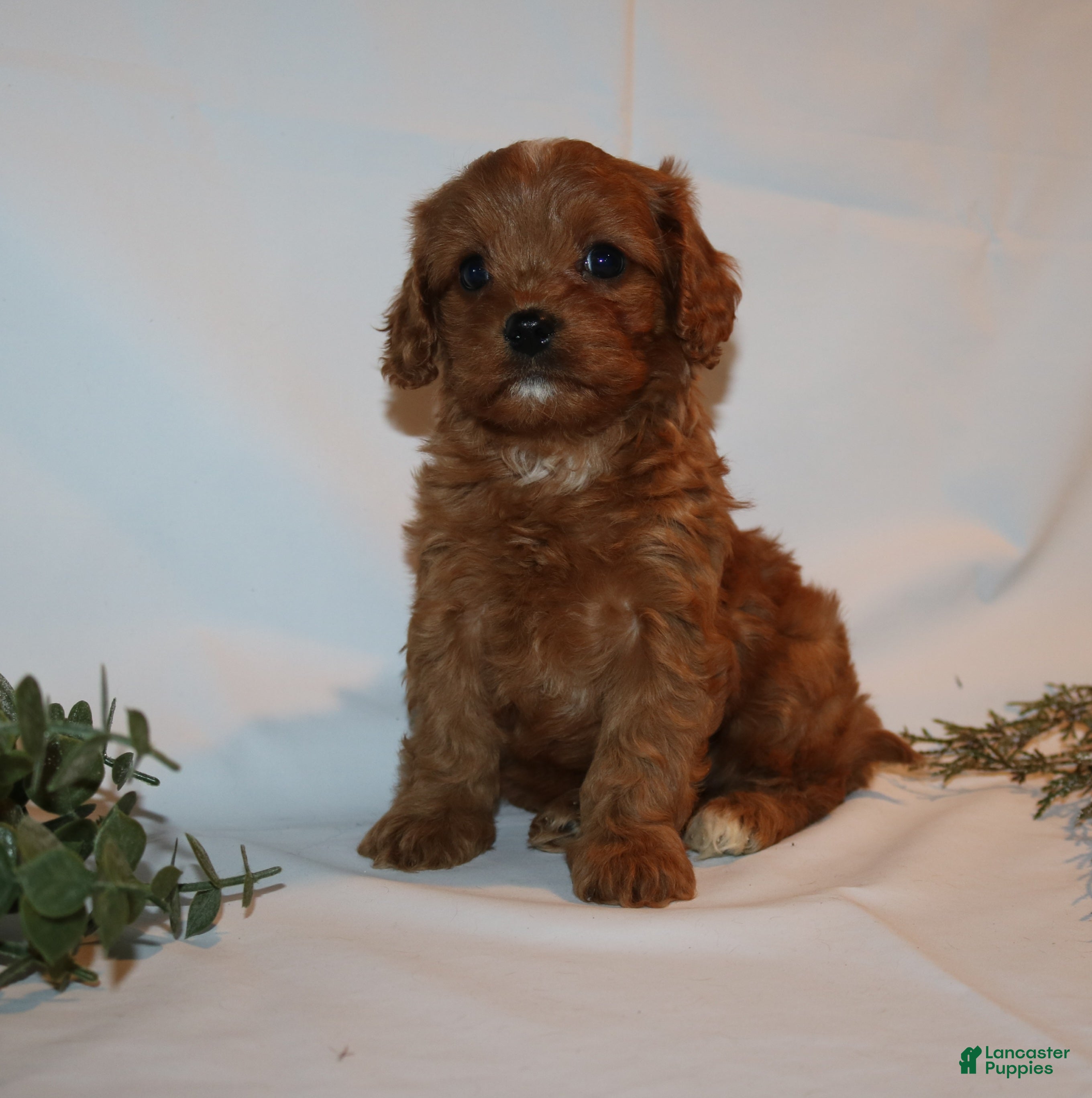 Cavapoo dogs Sue - Ad 40