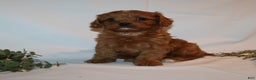 Cavapoo dogs for sale: Sue - Ad 1