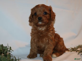 Cavapoo dogs Sue - Ad 40