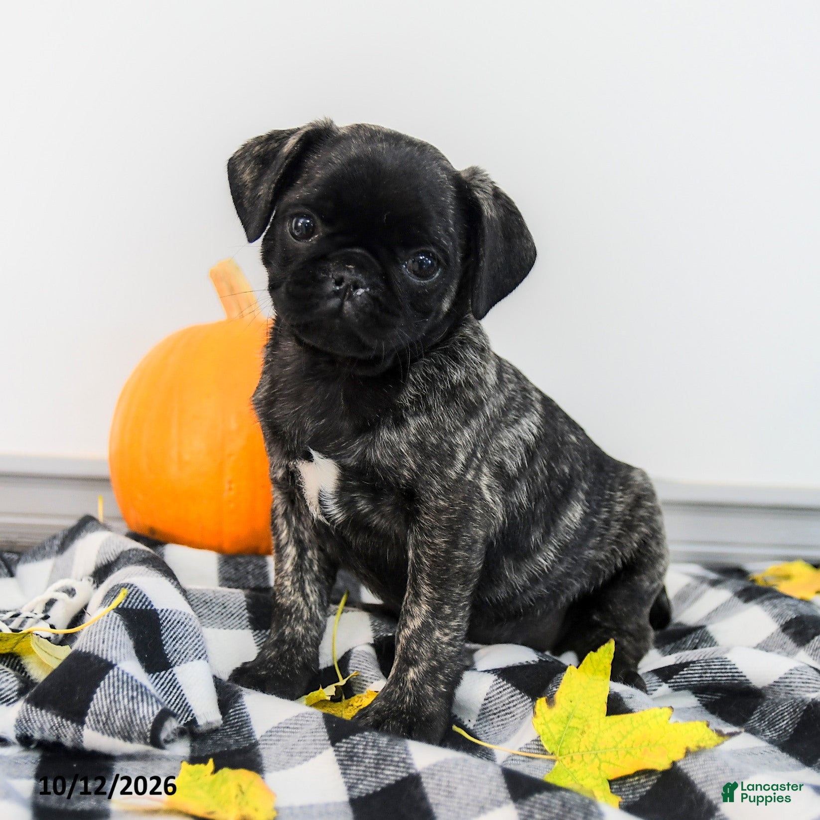 Pug dogs for sale: Penny - Ad 1