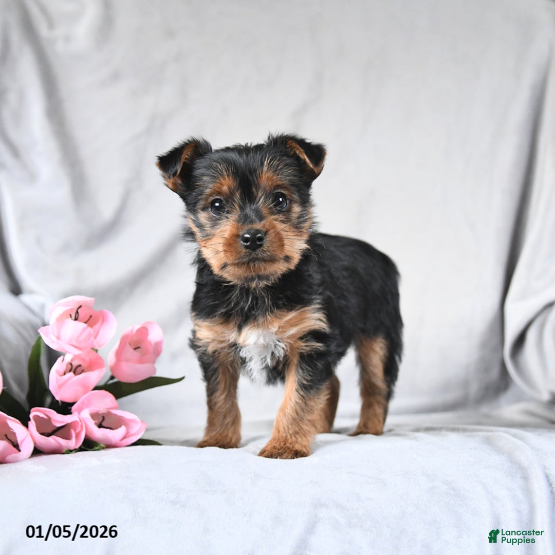 Yorkshire Terrier dogs for sale: Leo - Ad 1