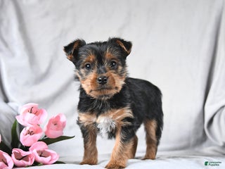 Yorkshire Terrier dogs Leo - Ad 33