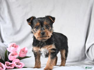 Yorkshire Terrier dogs Leo - Ad 40