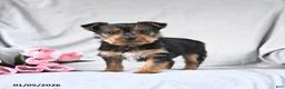 Yorkshire Terrier dogs for sale: Leo - Ad 1