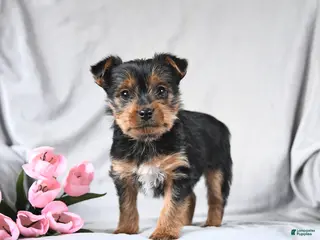 Yorkshire Terrier dogs Leo - Ad 2