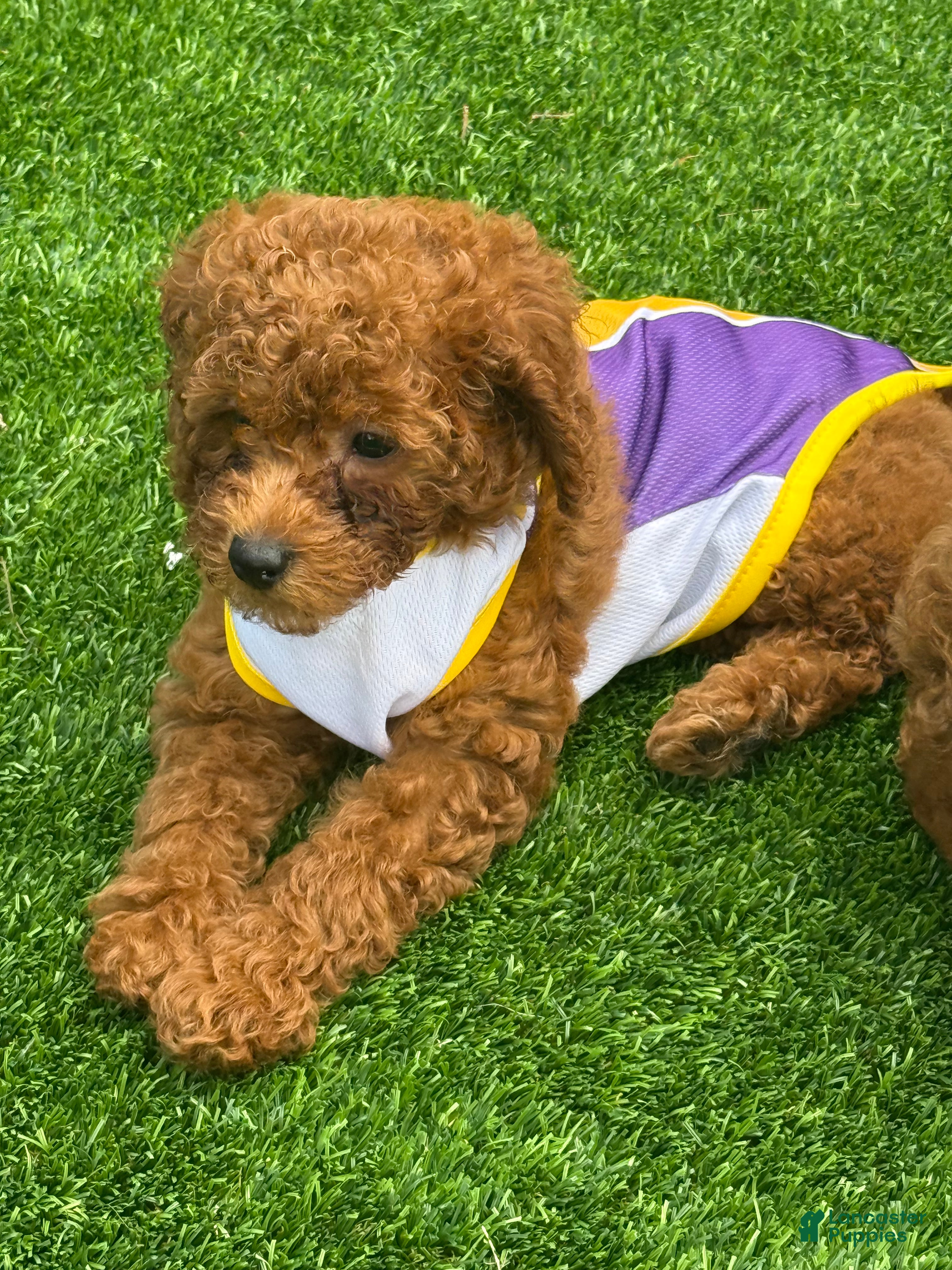 Miniature Poodle dogs Daisy  - Ad 22