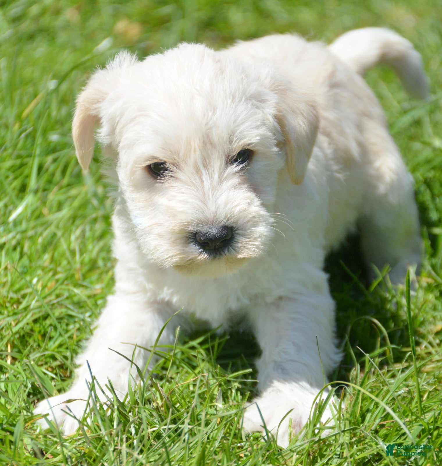 Miniature Schnauzer dogs Miniature Schnauzer Mollie - Ad 33