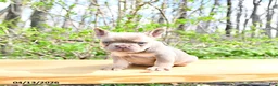 French Bulldog dogs for sale: Beau - Ad 4