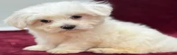 Maltese dogs for sale: Dolly - Ad 4