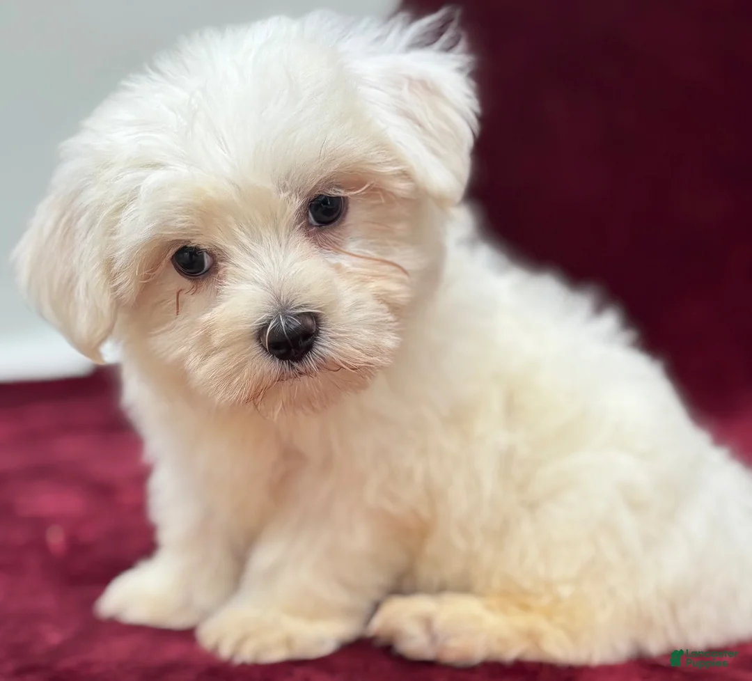 Maltese dogs for sale: Dolly - Ad 4