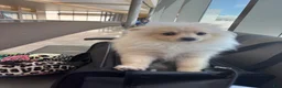 Pomeranian dogs for sale: Joey - Ad 3