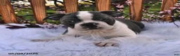 Boston Terrier dogs for sale: Winston - Ad 9