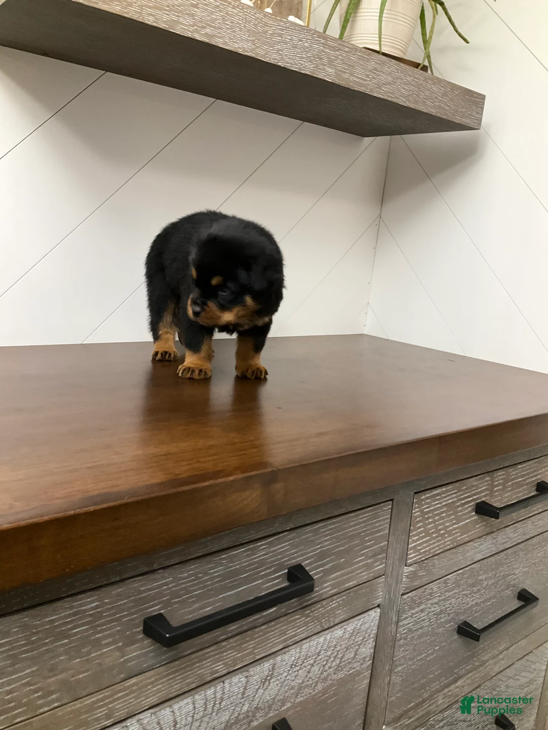 Rottweiler dogs for sale: Rottweiler Puppy 2 - Ad 2