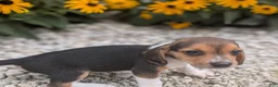 Beagle dogs for sale: Eggs - Ad 3