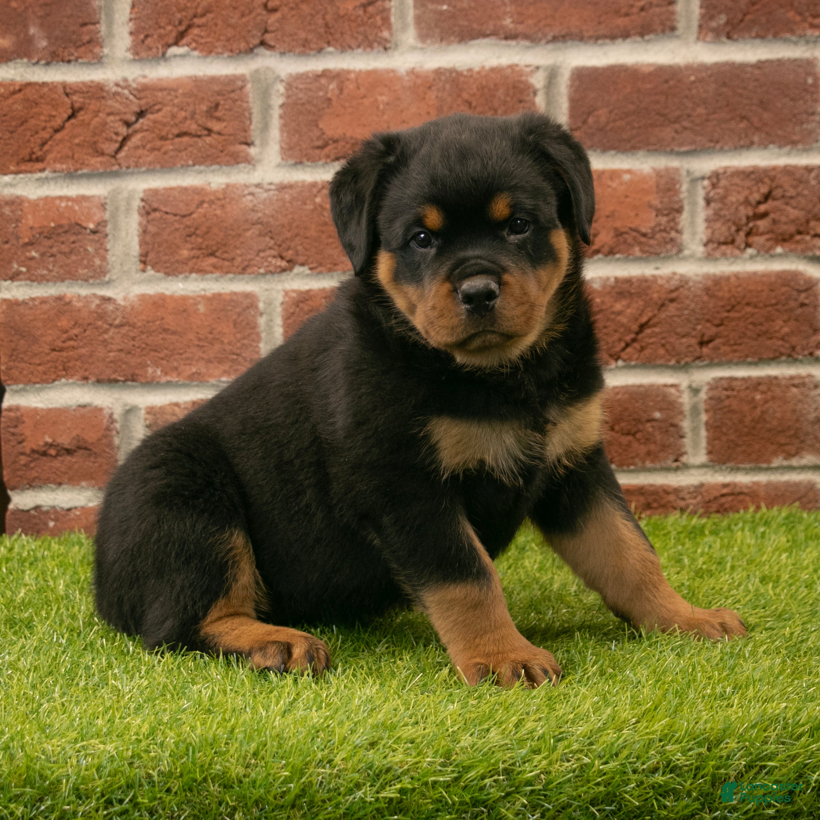 Rottweiler dogs Hailey - Ad 2