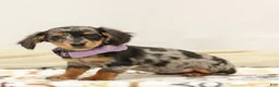 Miniature Dachshund dogs for sale: Foxy - Ad 3