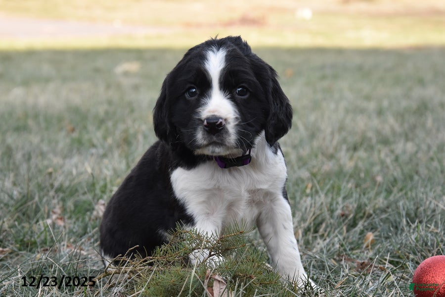 English Springer Spaniel dogs Mike - Ad 7
