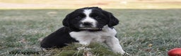 English Springer Spaniel dogs for sale: Mike - Ad 1