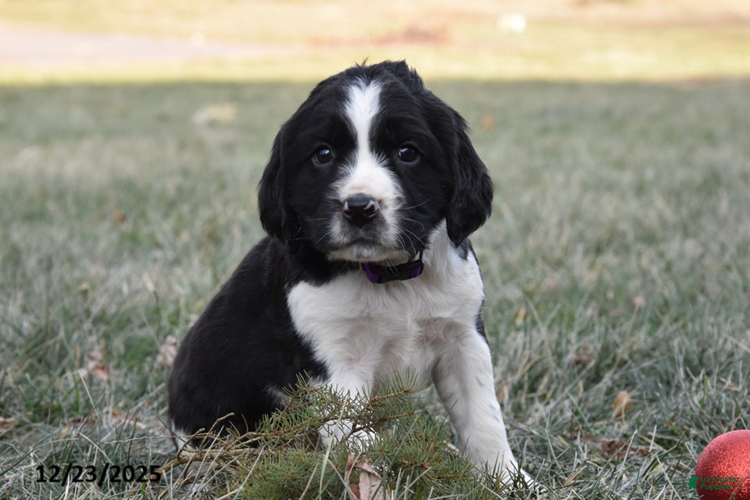 English Springer Spaniel dogs for sale: Mike - Ad 1