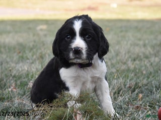 English Springer Spaniel dogs Mike - Ad 7