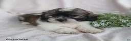 Teddy Bear dogs for sale: Emerson - Ad 6