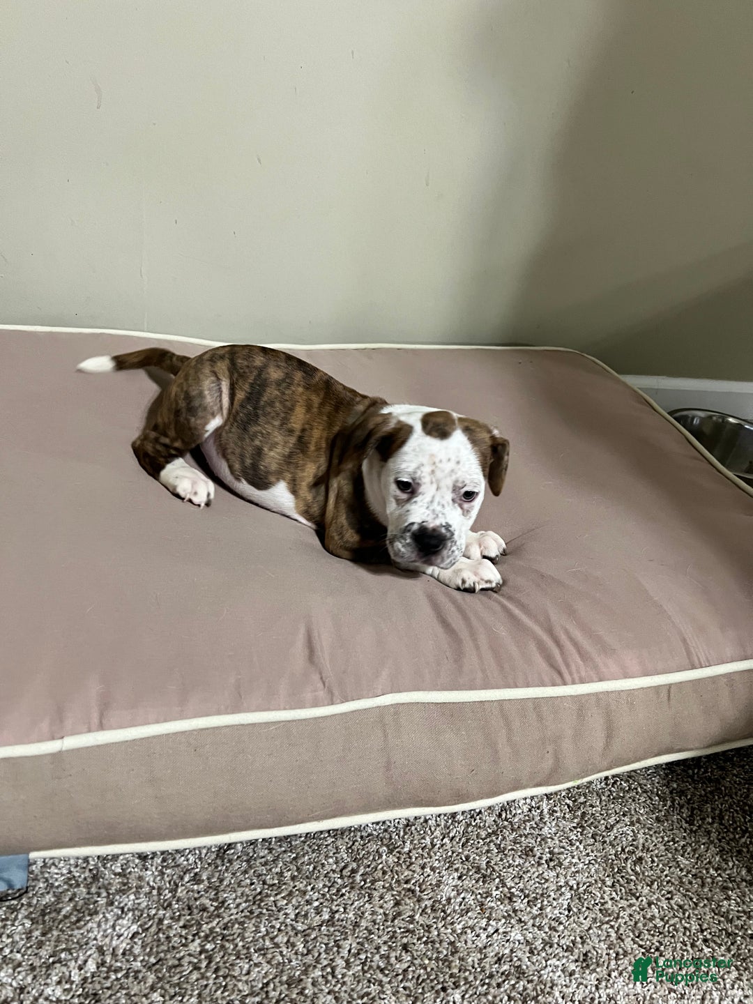 Mixed Breed dogs for sale: Mixed Breed Puppy 2 - Ad 5