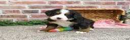 Bernese Mountain Dog dogs for sale: Cinderella - Ad 4
