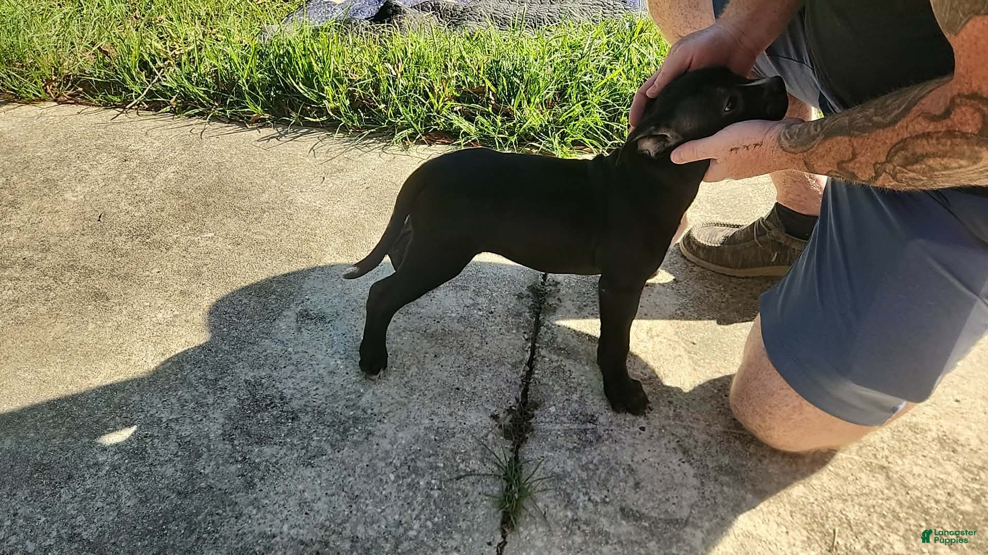 American Bully dogs for sale: Black w/ white chest patch & white face mark  - Ad 1