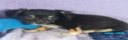 Chihuahua dogs for sale: Nikole LH - Ad 9