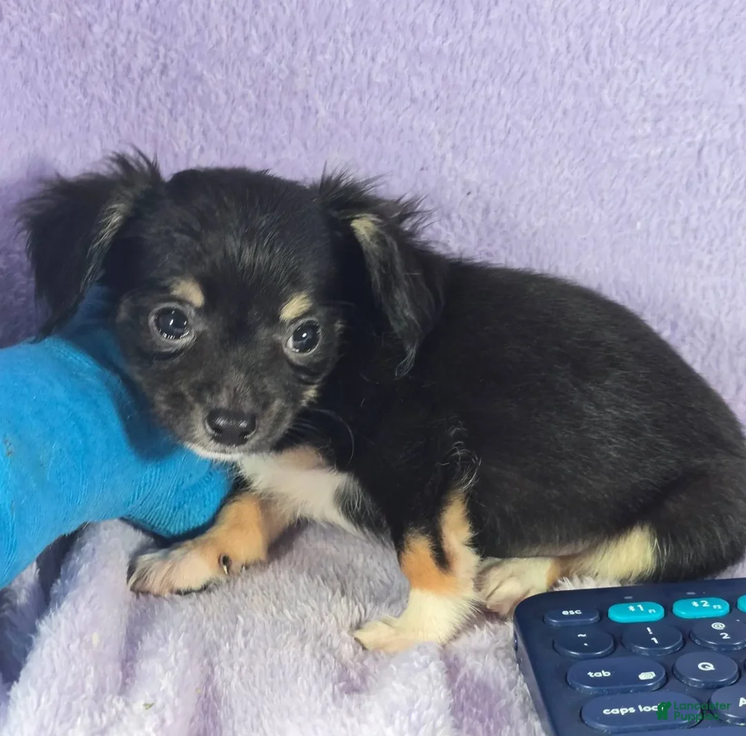 Chihuahua dogs for sale: Nikole LH - Ad 9