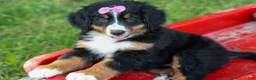 Bernese Mountain Dog dogs for sale: SALLY - Ad 4
