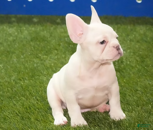 French Bulldog dogs Zoran - Ad 30