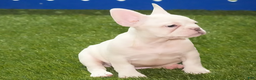 French Bulldog dogs for sale: Zoran - Ad 1
