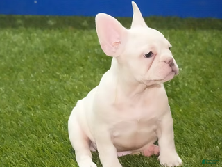 French Bulldog dogs Zoran - Ad 30