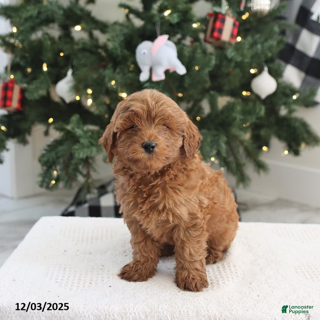 Cockapoo dogs for sale: Alfie - Ad 1