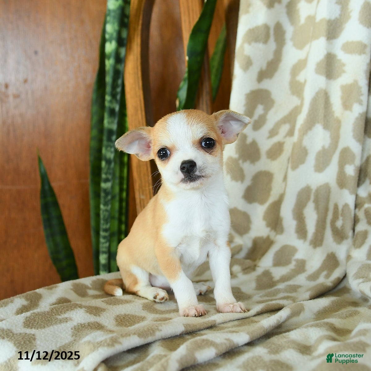 Chihuahua dogs Taffy - Ad 37