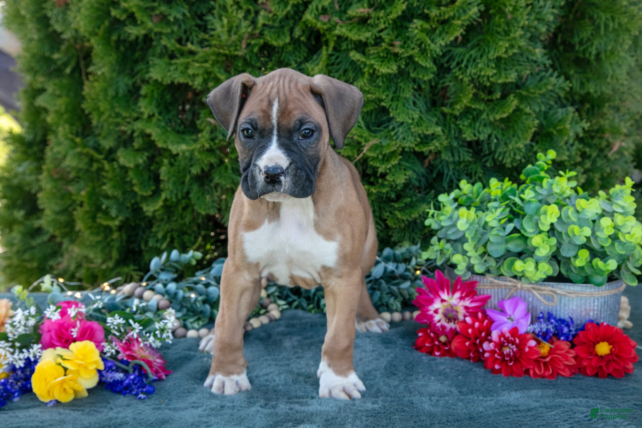 Boxer dogs Hunter - Ad 2