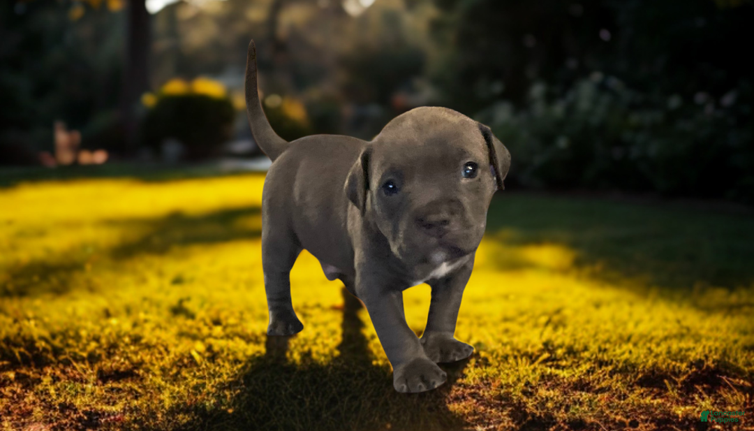 American Bully dogs for sale: Rocko - Ad 10