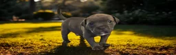 American Bully dogs for sale: Rocko - Ad 23