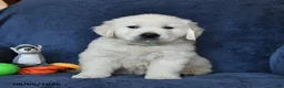 Golden Retriever dogs for sale: Blizzard - Ad 4