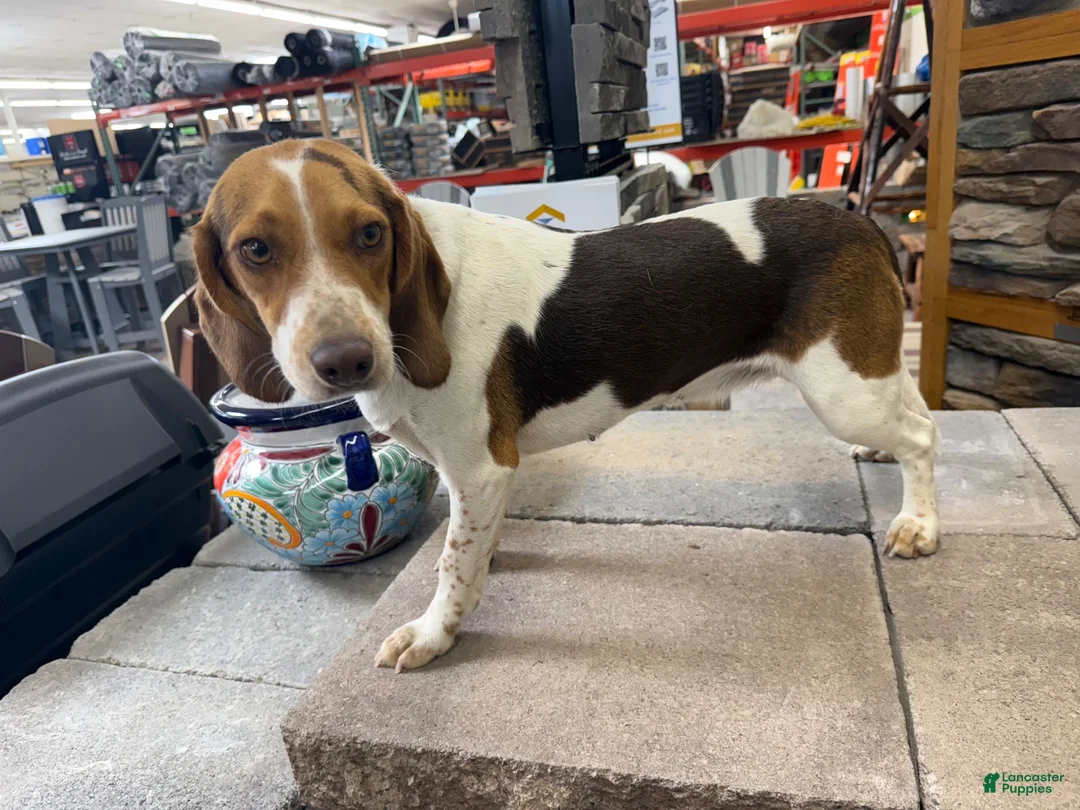 Beagle dogs for sale: AKC Reba  - Ad 2