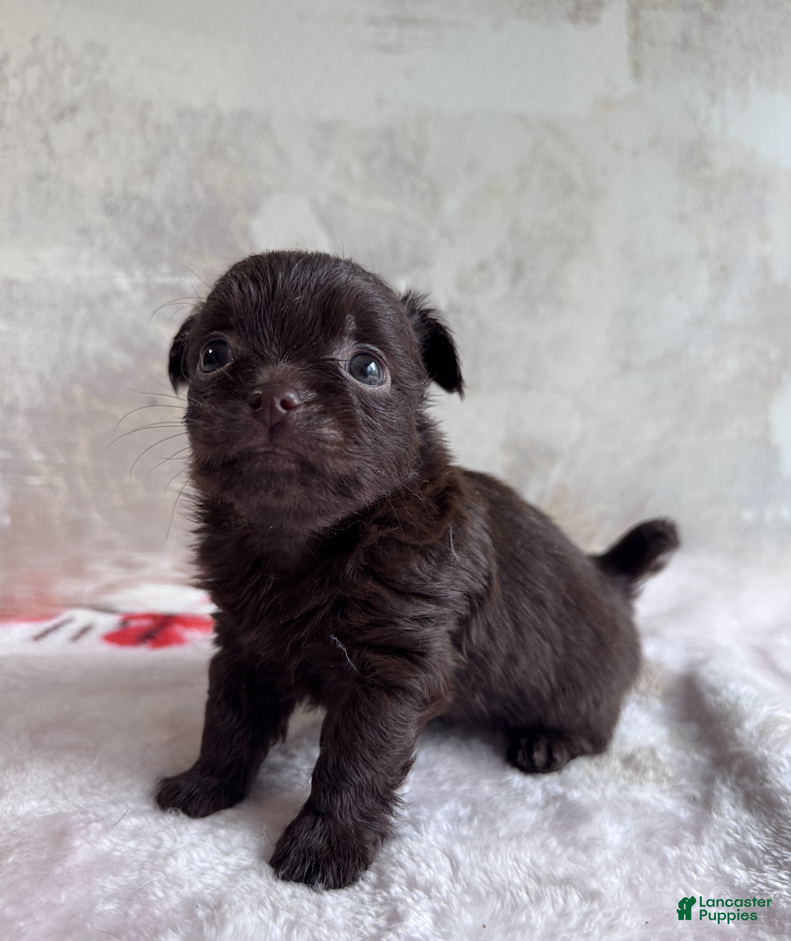 Mixed Breed dogs Drama King - Ad 2