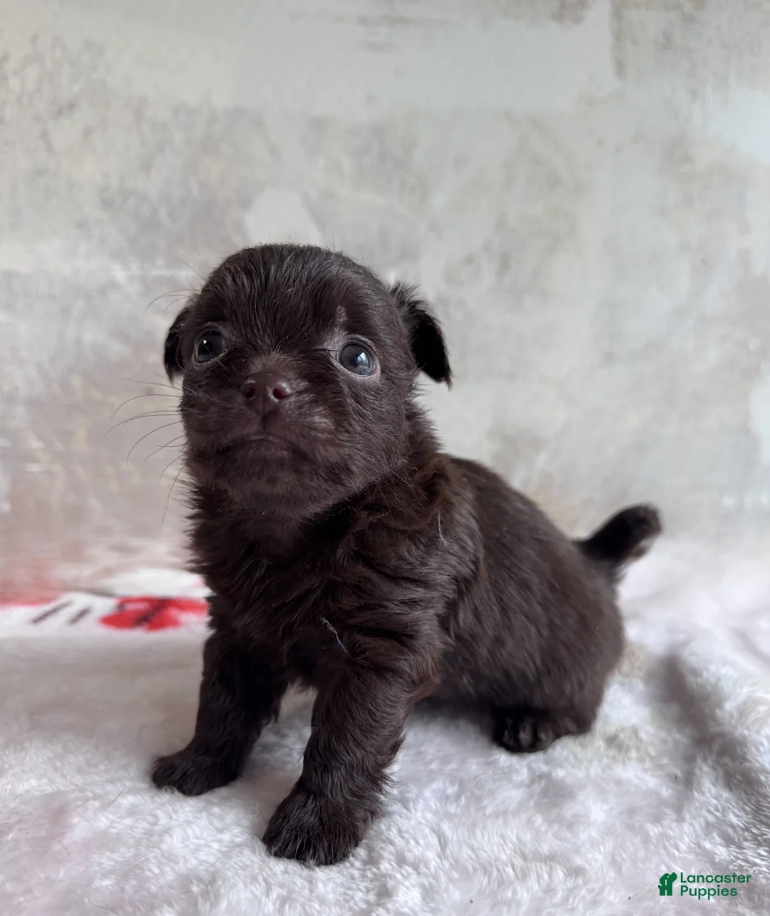 Mixed Breed dogs for sale: Drama King - Ad 2