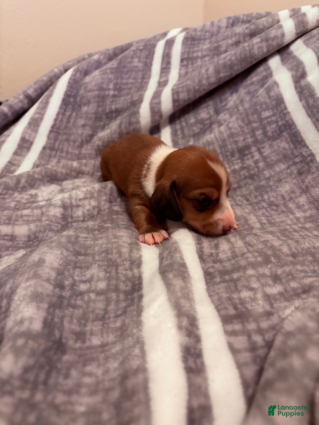 Dachshund dogs for sale: Tiger - Ad 2