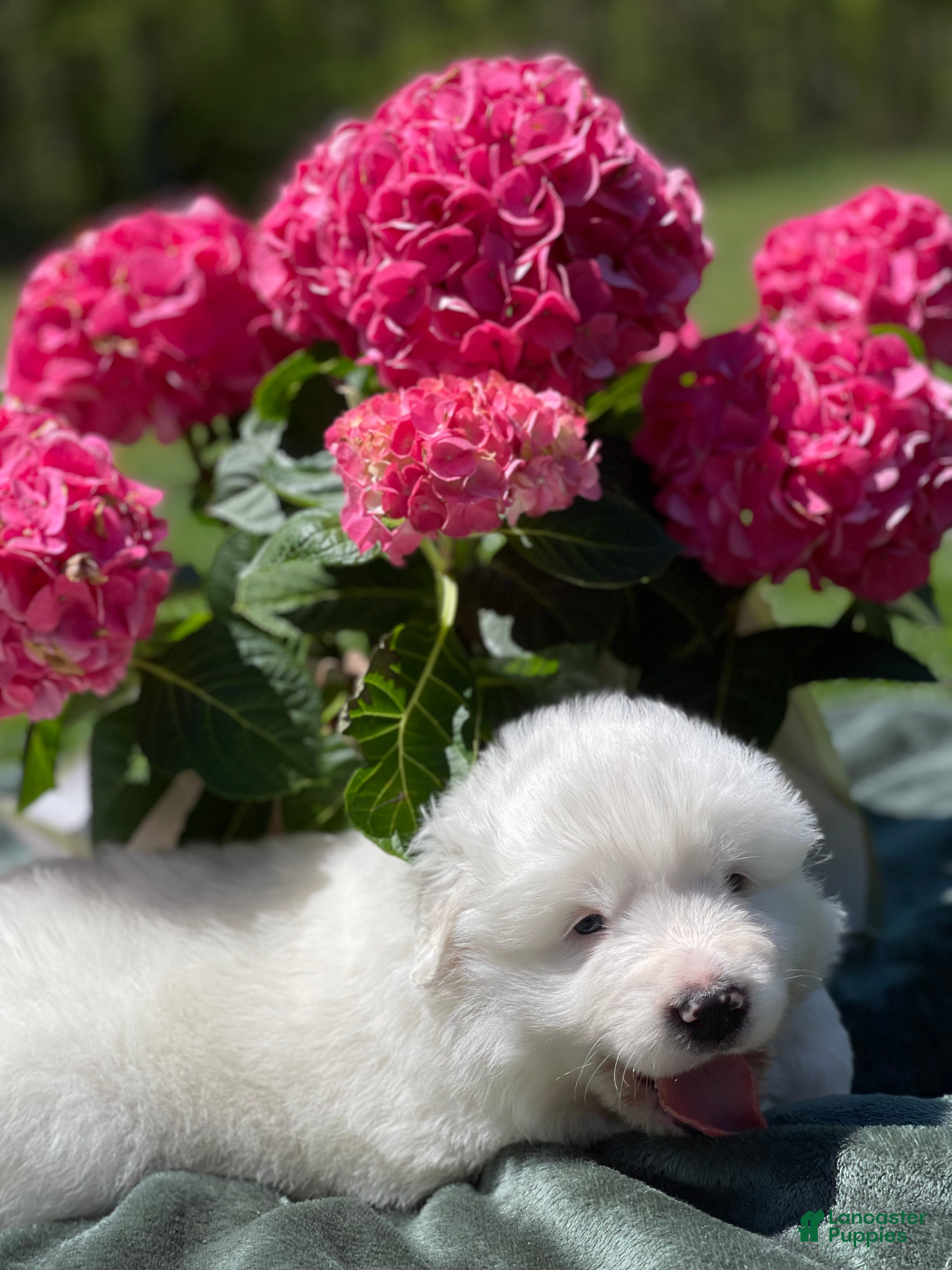 Great Pyrenees dogs Peter - Ad 10