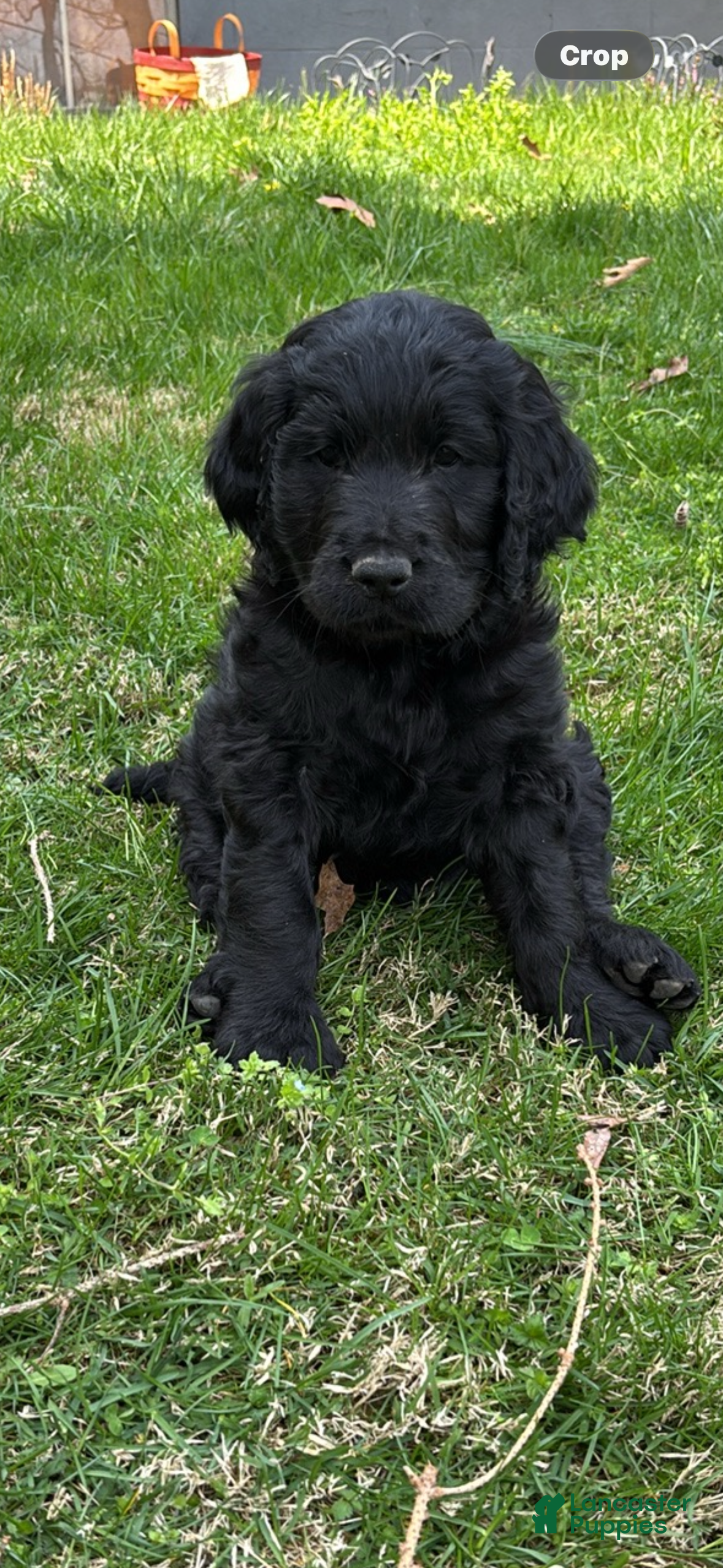 Goldendoodle dogs Goldendoodle Puppy 4 - Ad 2