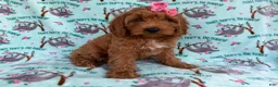 Cavapoo dogs for sale: Blaire - Ad 8