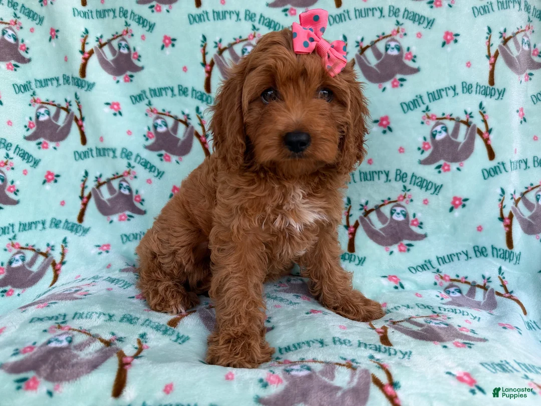 Cavapoo dogs for sale: Blaire - Ad 8